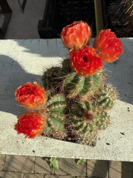 Notocactus rutilans